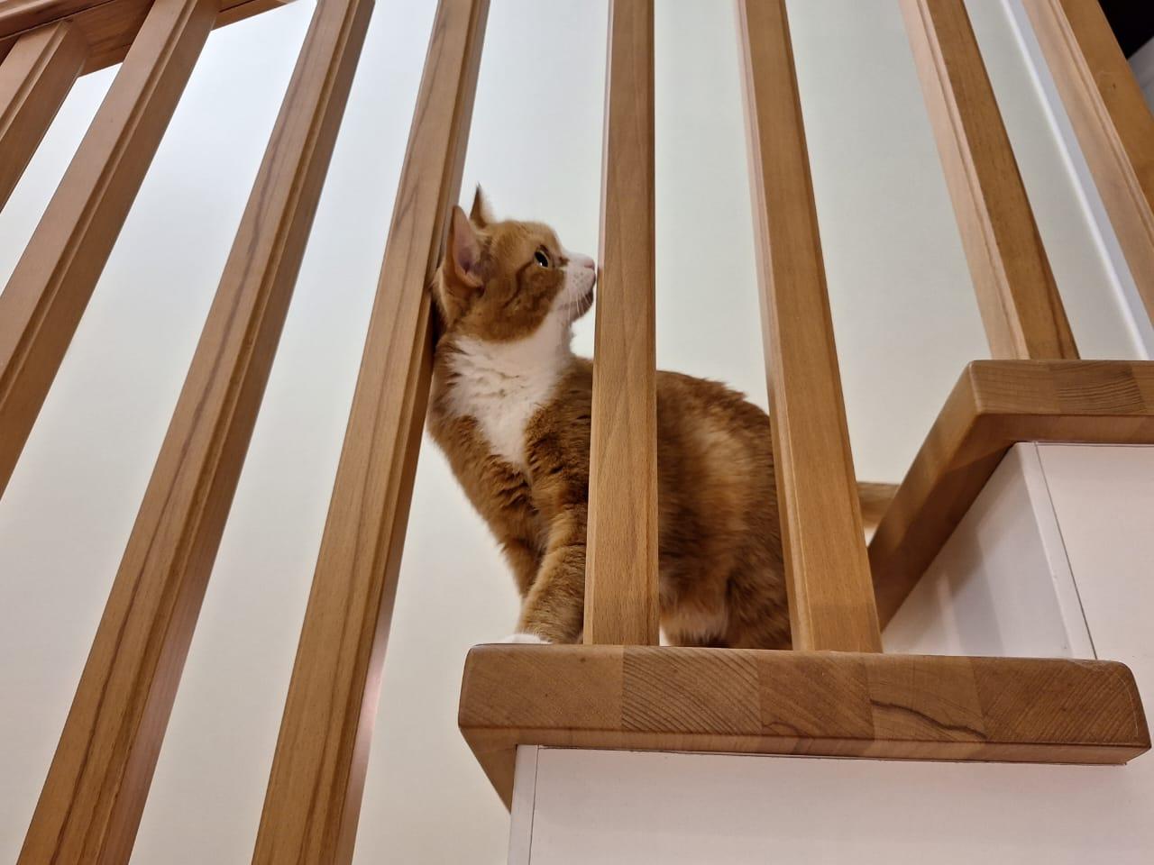 Фото В снегу и за рулем: в Новосибирске опубликовано свыше 50 фото милых питомцев к Дню кошек 11 - Сиб.ФМ Фото В снегу и за рулем: в Новосибирске опубликовано свыше 50 фото милых питомцев к Дню кошек 11